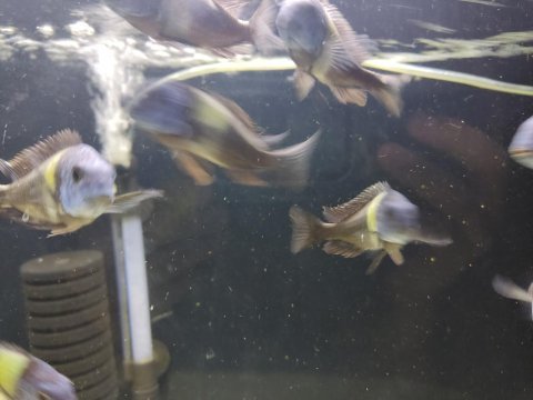 13 erkek maswa tropheus