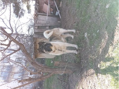 Amerikan akita yetişkin 1 erkek ve 1 dişi