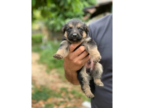 Alman kurdu yavrularımız yeni yuvalarını bekliyor