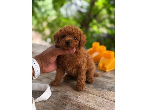 Teacup korea poodle aşılı eğitimli 