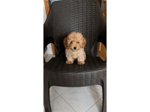 Kucuk poodle yakısıklılar