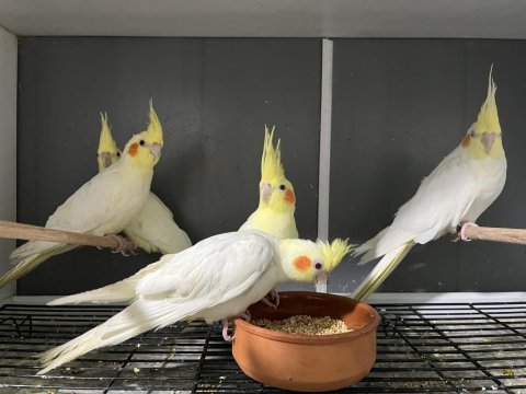 45 60 günlük sultan papağanı yavruları