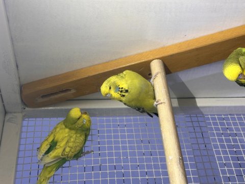Yeni yeme düşmüş jumbo muhabbet kuşu yavrular