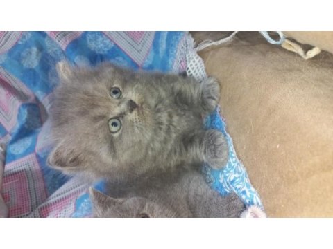 British longhair yavru