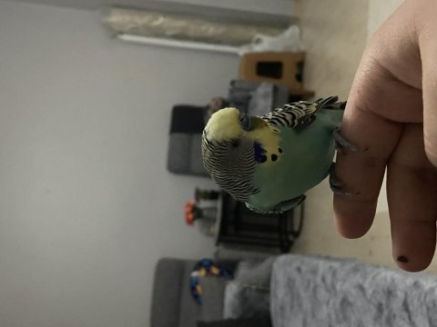 Konuşan elden koldan asla inmeyen muhabbet kuşu