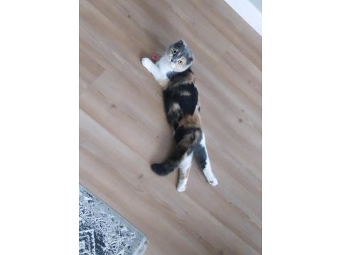 1 yaş calıco scottish fold