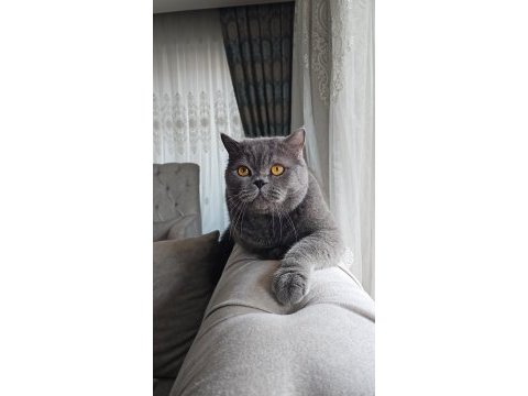 British shorthair kedisi