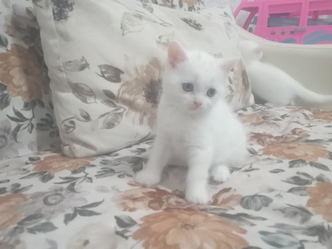 Orjinal şecereli british shorthair