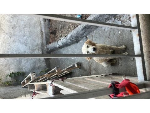 Golden retriever 6 aylık