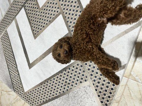 9 aylık toy poodle
