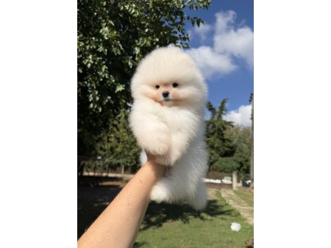 Üst düzey kusursuz karbeyaz pomeranian boo