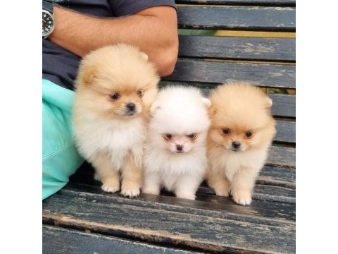 Sevimli pomeranian yavruları