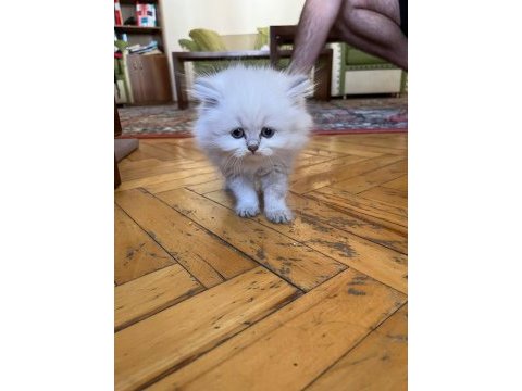 70 günlük safkan british longhair yavru