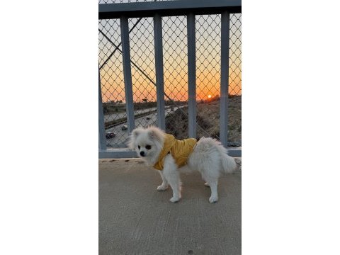 Pomeranian dişi 5 aylık