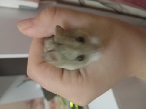 2 aylık roborovski hamster