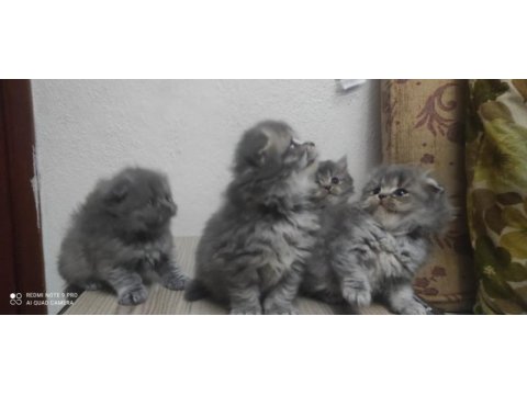 45 günlük british longhair yavrular