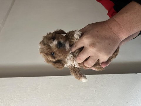 Kilo ve ırk garantili ticap maltipoo bebekler