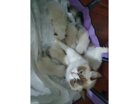 Full şecereli seal ve blue bıcolor ragdoll yavruları
