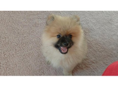 Pomeranian bebiş