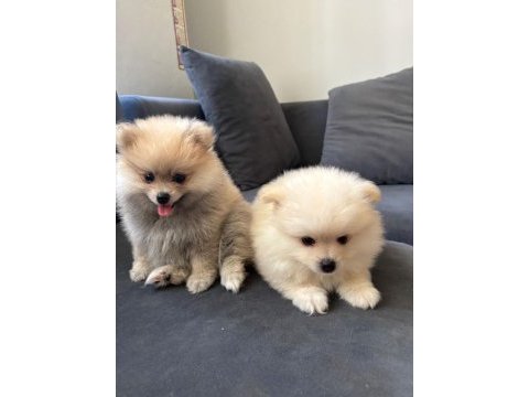 Süper şirin pomeranian 4 aylık spitz