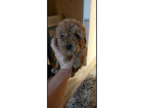 Red toy poodle