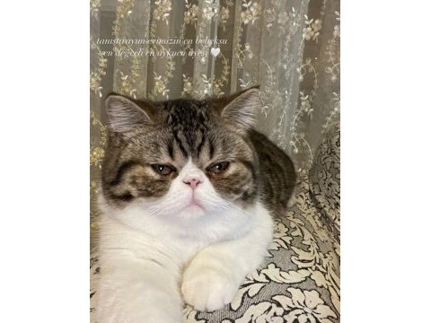 Yetişkin sahiplendirilecek safkan exotic shorthair