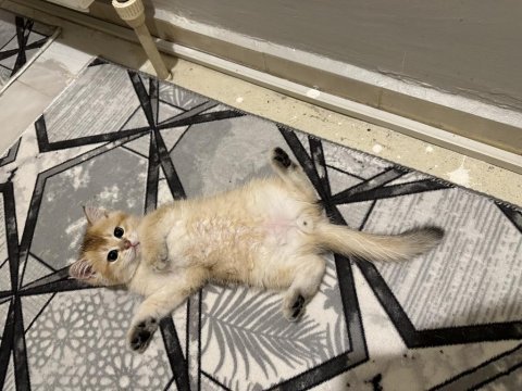 Safkan british shorthair bebeklerim