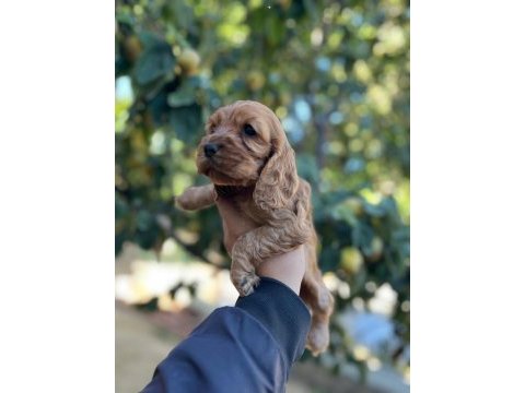 1.5 aylık cocker bebeklerimiz