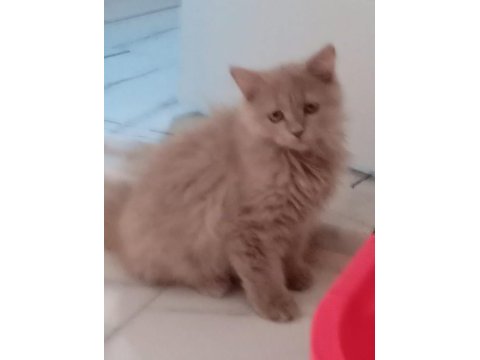 2 aylık dişi sütlü kahve british longhair