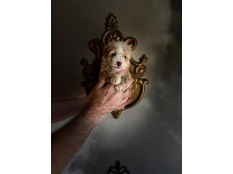 Poodle guzellıkler