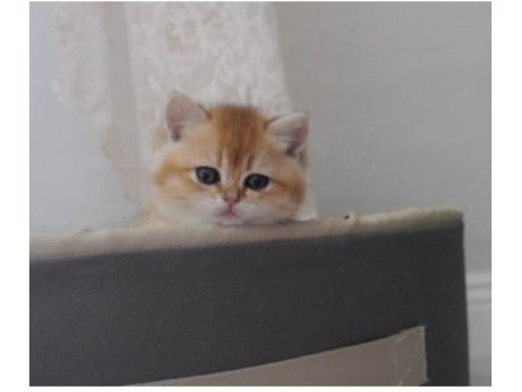 Orjinal british shorthair kedisi