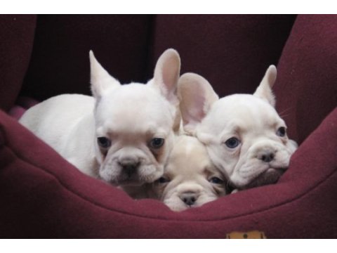 Kaliteli french bulldog yavrular