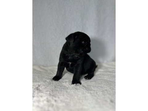 Pug (mops) a kalite ırk garantili yavrular