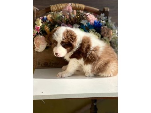 Border collie