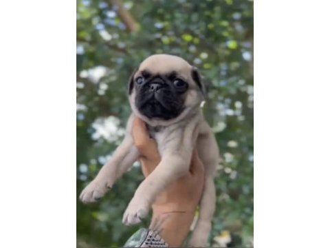 Oyuncu tompik pug bebekler