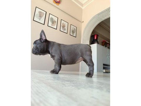 Blue french bulldog