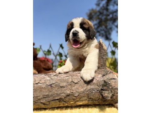 Harika anatomi üst kalite st bernard yavrular
