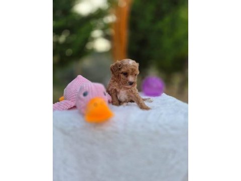 Sevimli maltipoo  yavrularımız 