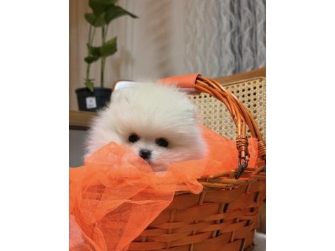 Teddy pomeranian boo