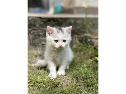 Şecereli british shorthair bebeklerim