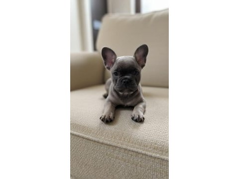 Exotic ve taşıyıcı harika french bulldog bebekler