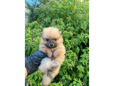 Bursa içi teslime hazır pomeranian baby