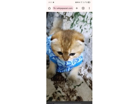 Scottish fold acil vermem lazım uyguna vereceğim
