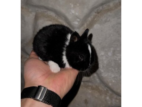 Safkan cüce tavşanlar (netherland dwarf)