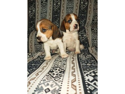 Üst kalite beagle yavruları