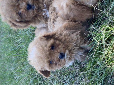 Orjinal maltipoo bebekler