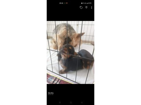 Yorkshire terrier yavru