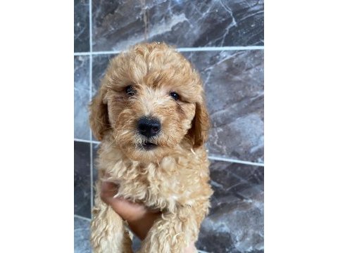 Orjinal maltipoo yavrular