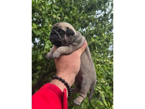 Pug yavruları