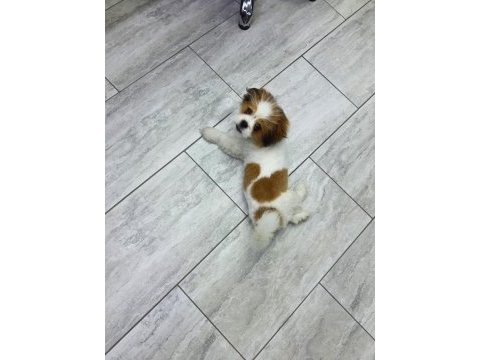 5 aylık safkan erkek shih tzu